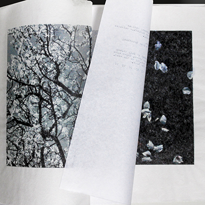 somewhere in the vastness of visible and invisible universe apple blossoms are falling